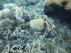 Pseudodiploria strigosa