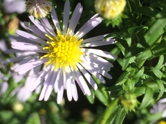 Asteraceae