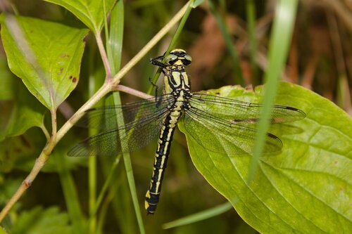 Common Clubtail photo 6