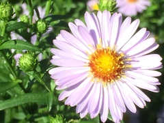 Asteraceae