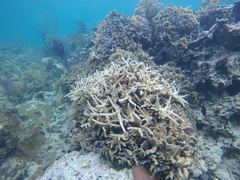 Acropora prolifera