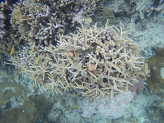 Acropora prolifera