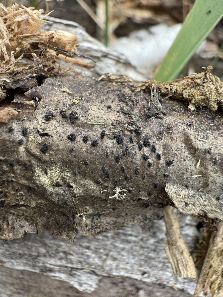 Anthostoma turgidum