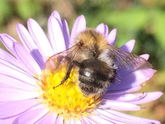 Bombus