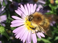 Bombus