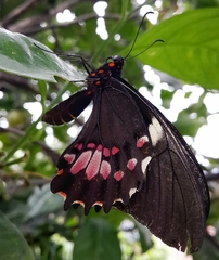 Heraclides anchisiades