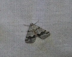 Macaria pallipennata