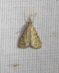 Daulia arizonensis