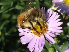 Bombus