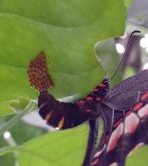 Heraclides anchisiades