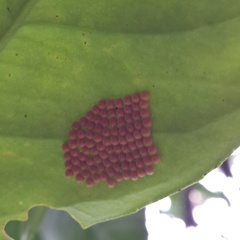 Heraclides anchisiades