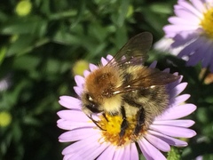 Bombus