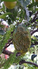 Heraclides anchisiades