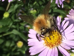 Bombus