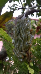 Heraclides anchisiades