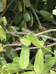 Anolis litoralis