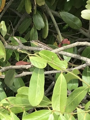 Anolis litoralis