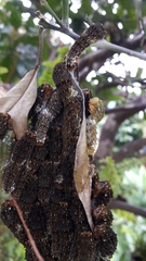 Heraclides anchisiades