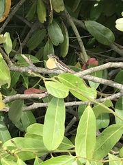Anolis litoralis