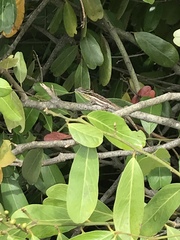 Anolis litoralis