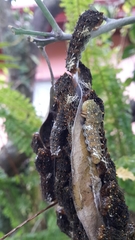 Heraclides anchisiades