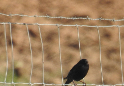 Estornino negro (Sturnus unicolor)