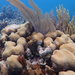 Coral de Estrellas Rocoso - Photo (c) Andreina Valdez-Trinidad, algunos derechos reservados (CC BY-NC), subido por Andreina Valdez-Trinidad