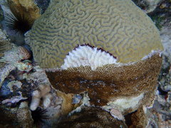 Pseudodiploria strigosa