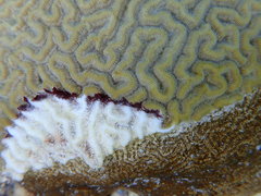 Pseudodiploria strigosa