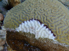 Pseudodiploria strigosa