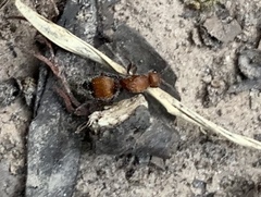 Dasymutilla nigripes