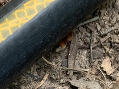 Dasymutilla nigripes