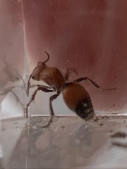 Dasymutilla nigripes