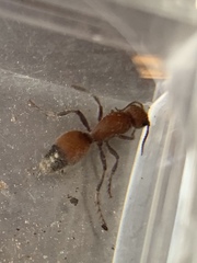 Dasymutilla nigripes