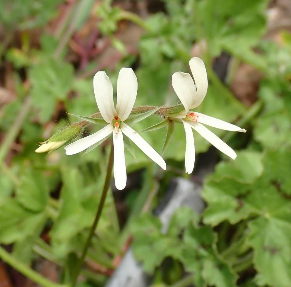 plain storksbills