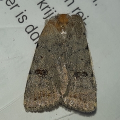 Caradrina kadenii