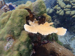 Acropora prolifera