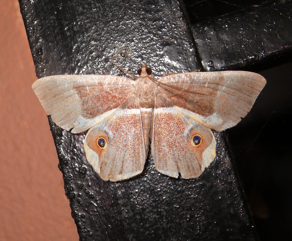 Opisthoxia descimoni