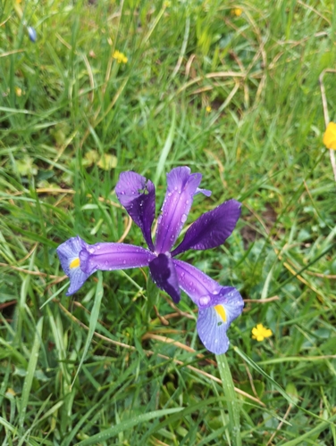 Avistamiento Iris azul de las marismas (Iris xiphium)