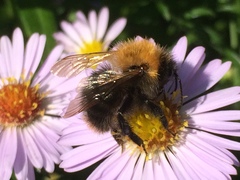 Bombus