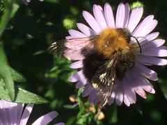 Bombus