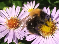 Bombus