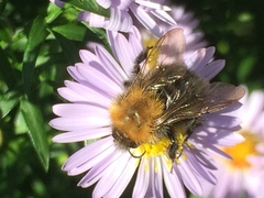 Bombus