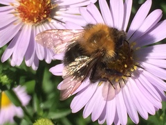 Bombus
