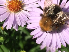 Bombus