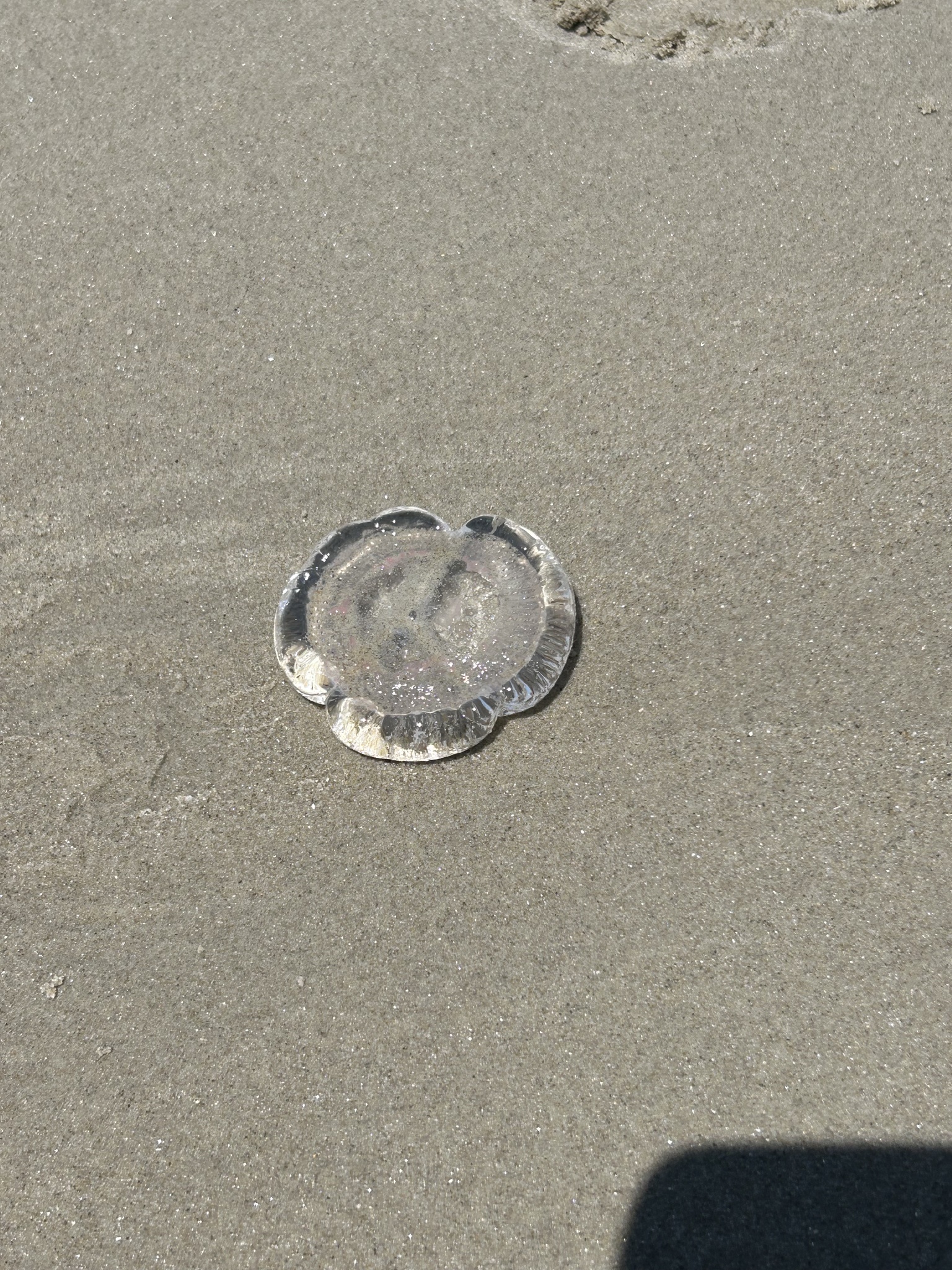 Rhacostoma atlanticum L.Agassiz, 1851