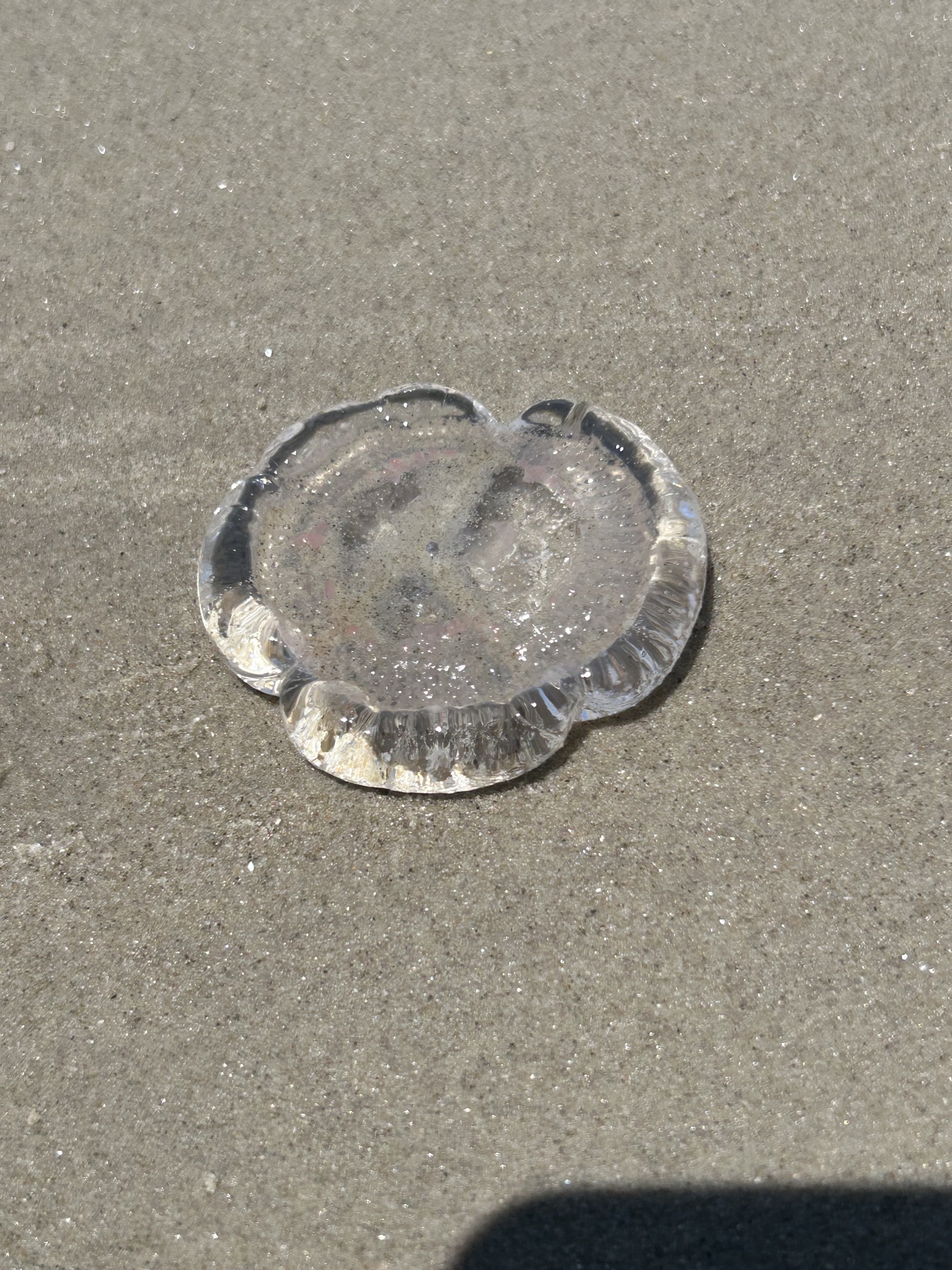 Rhacostoma atlanticum L.Agassiz, 1851