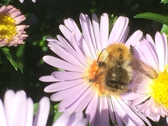 Bombus