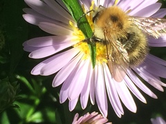Bombus