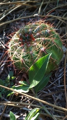 Parodia ottonis